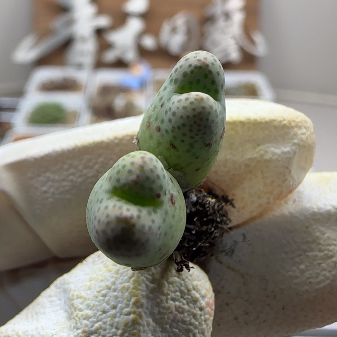 11-3-547当天满38包邮火龙果杂955d脱土