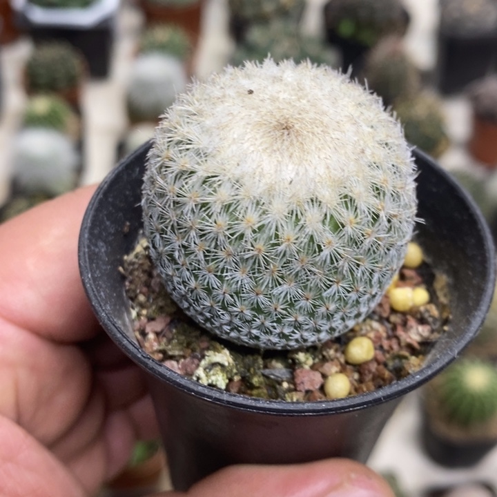 月世界大号特价包邮