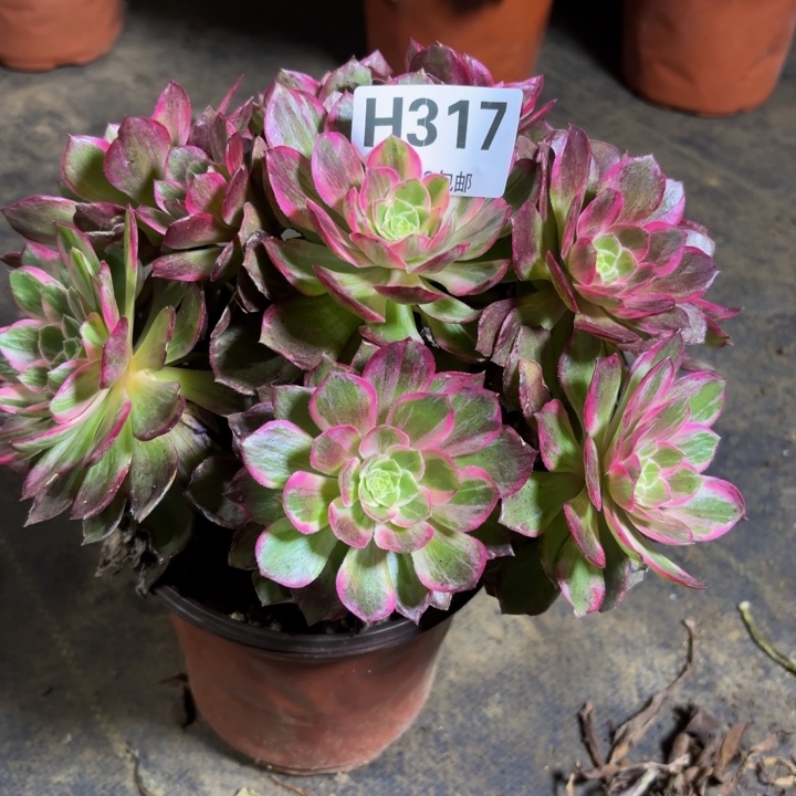 瑞妈，，，，，，317万花筒，