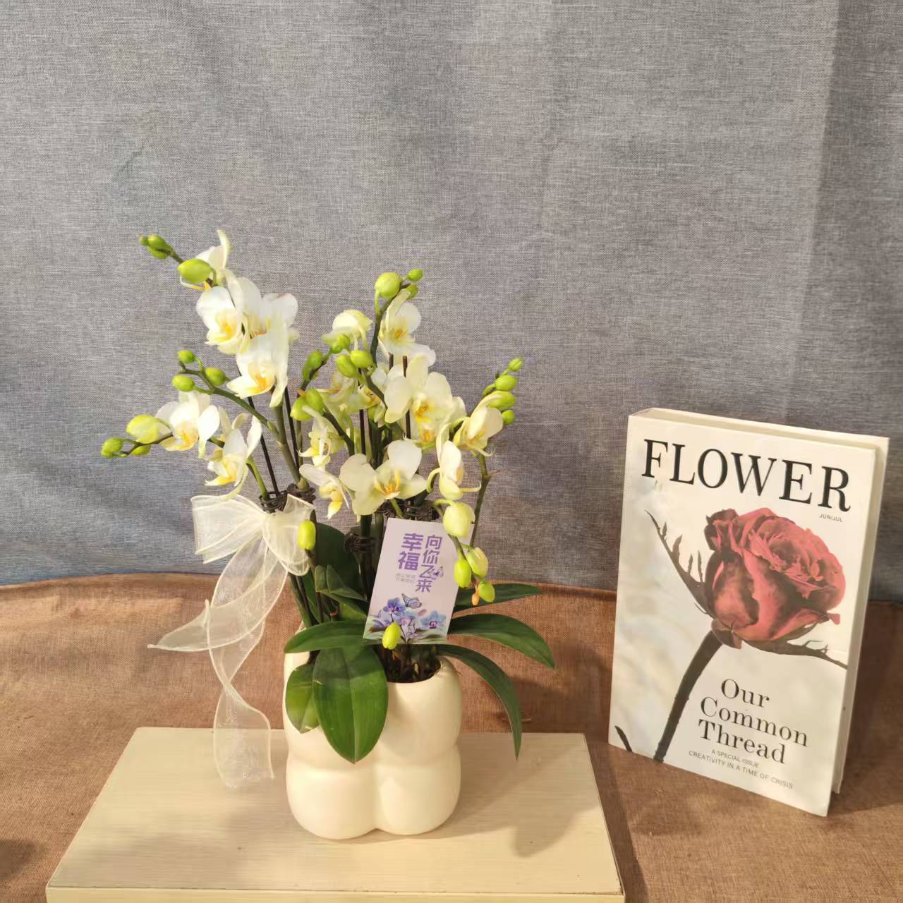 蝴蝶兰畅享【安祖洛桑】白花色系蝴蝶兰室内种植观赏送礼带花发货
