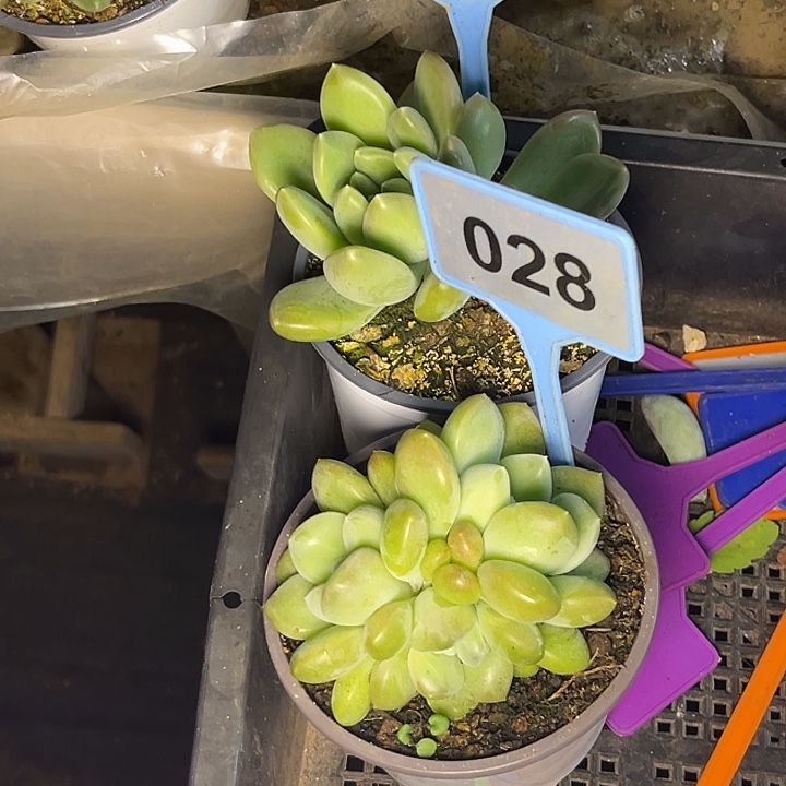 巧***店多肉植物冰河世纪066/028