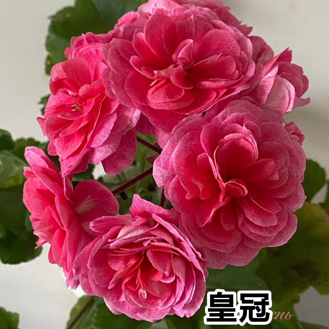 半兽《皇冠》重瓣大花球四季开花品种