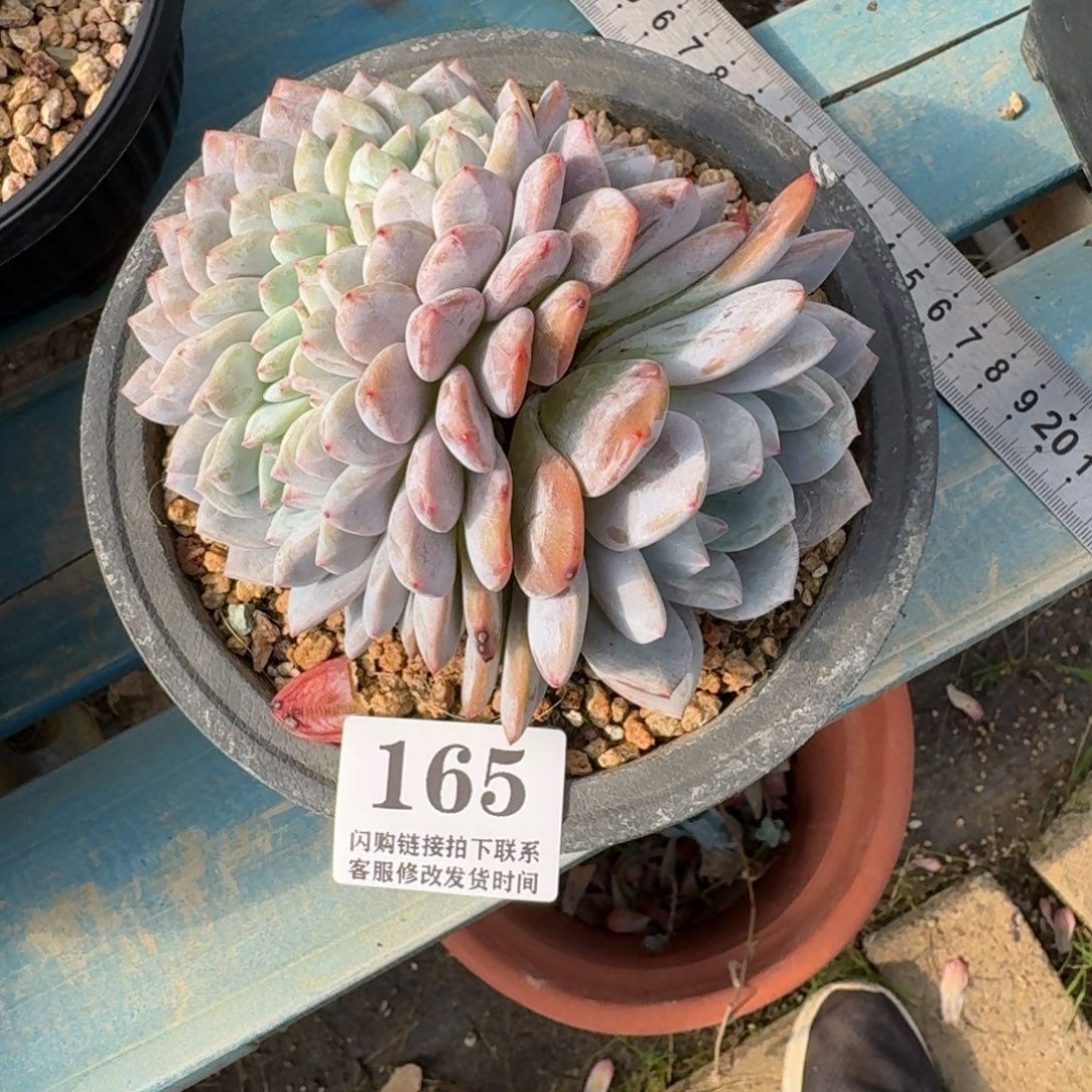 大***大165星影缀化无砍12cm左右