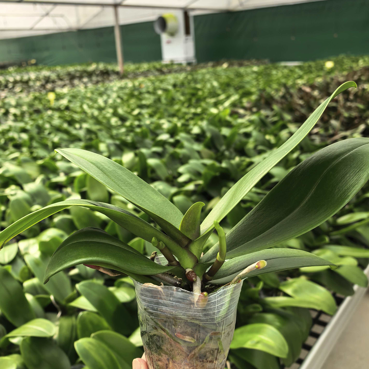 【只发新疆 新疆包邮】3红金桔蝴蝶兰抽梗苗