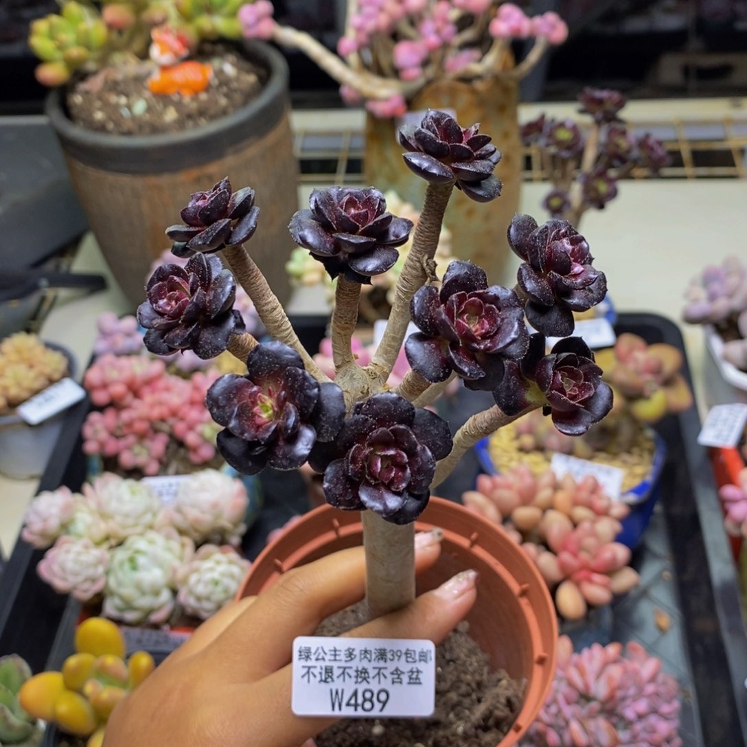 489丸叶法师多肉有砍