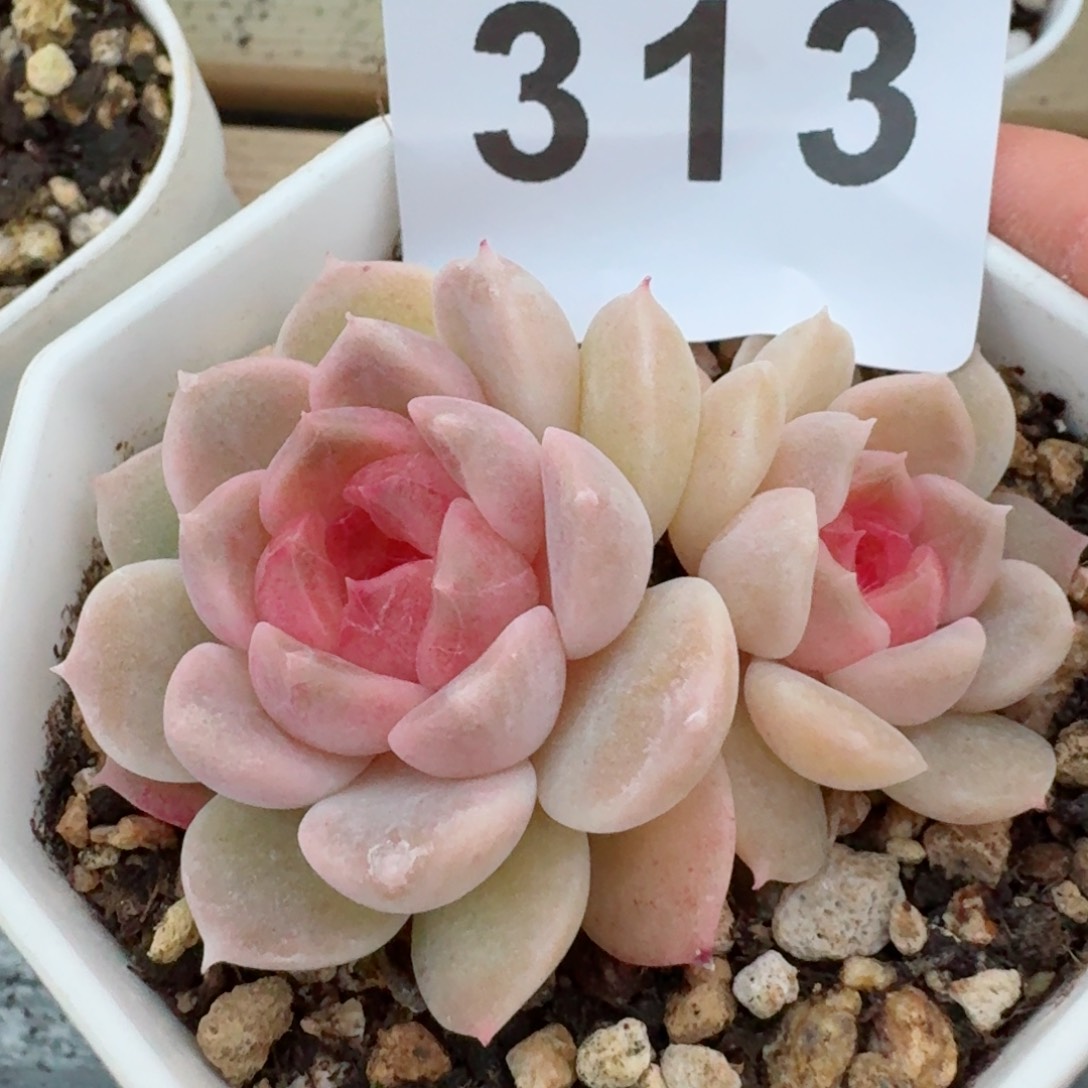 多肉植物开播福利捡漏