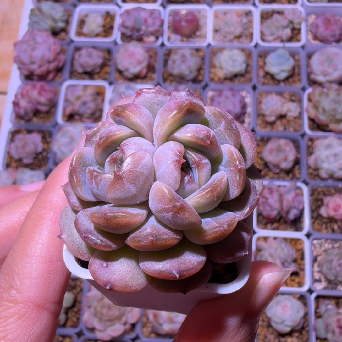 红色恋人双心一物一拍