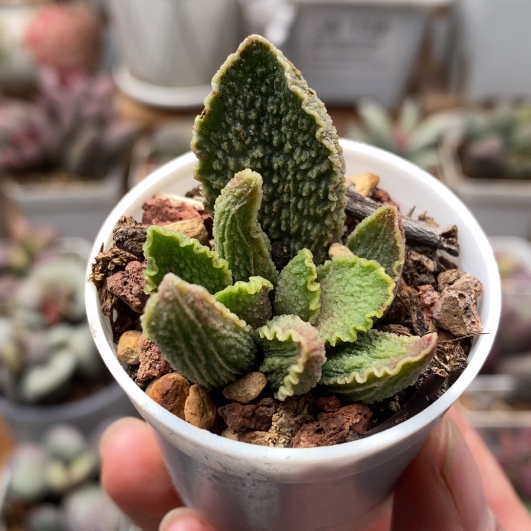 绿皮水泡多肉植物