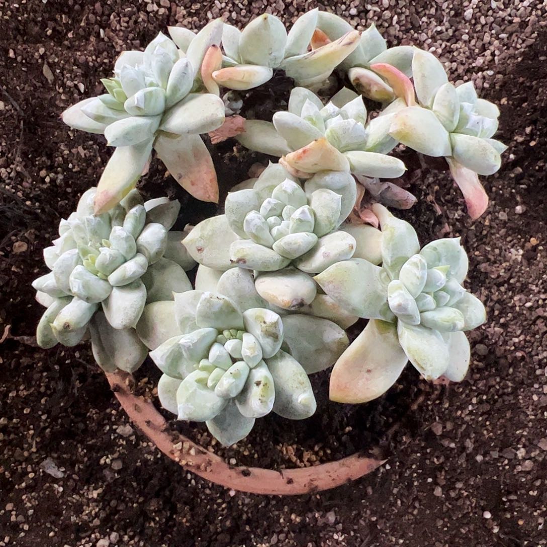 天***跑5078仙女杯多肉瑕疵