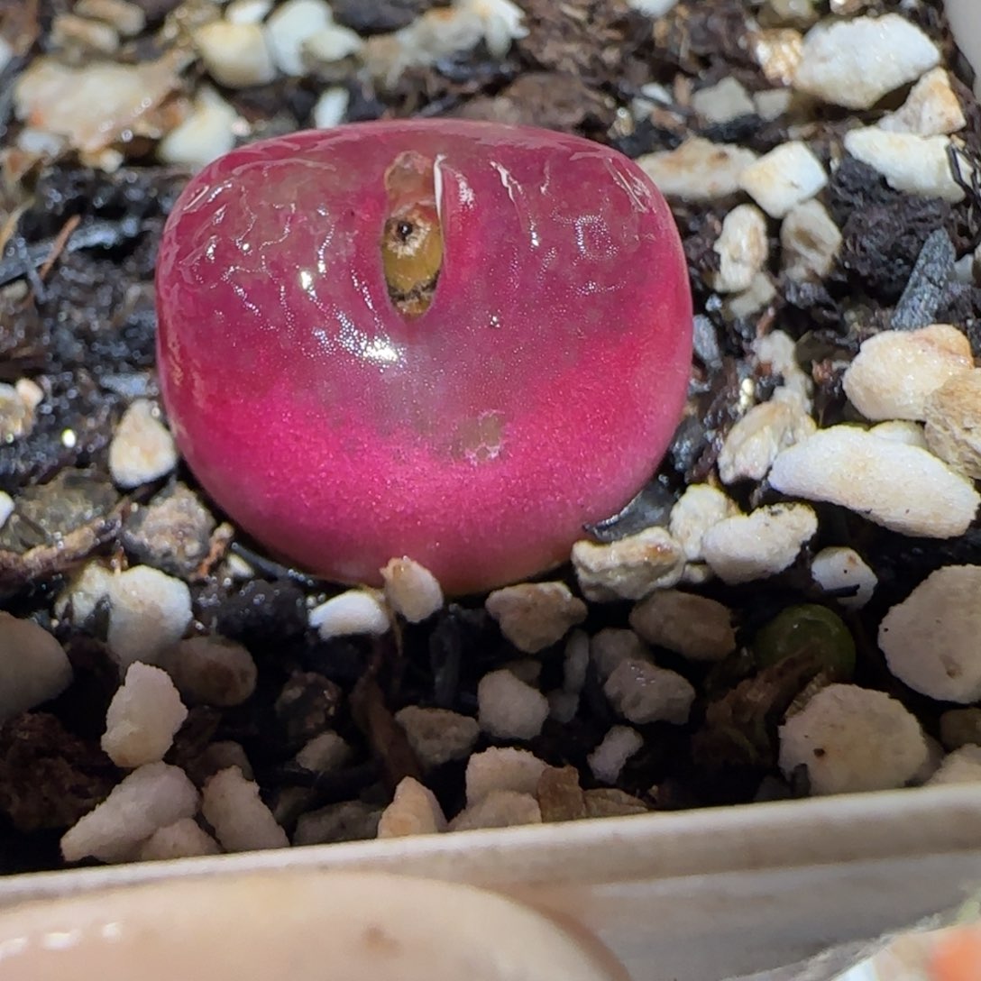 肉锥多肉植物百科3-有疤156