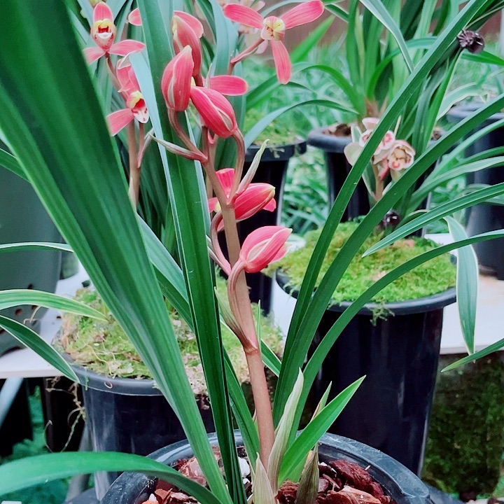 兰***洋完全开放一物一漂亮