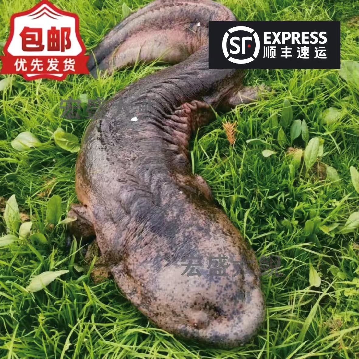 【现场称重一称一拍】养殖鲜活娃娃鱼生鲜水产淡水鱼顺丰鳄鱼包邮
