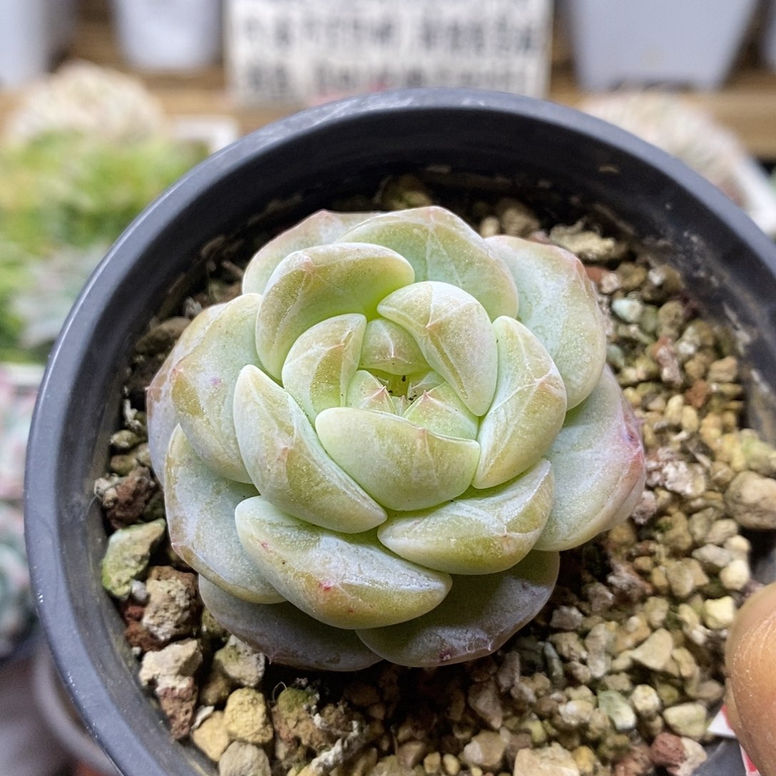 0182 杂交冰心暗纹