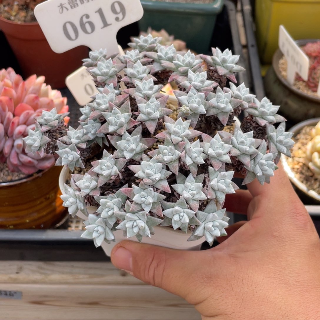 0619白菊不带盆15厘米