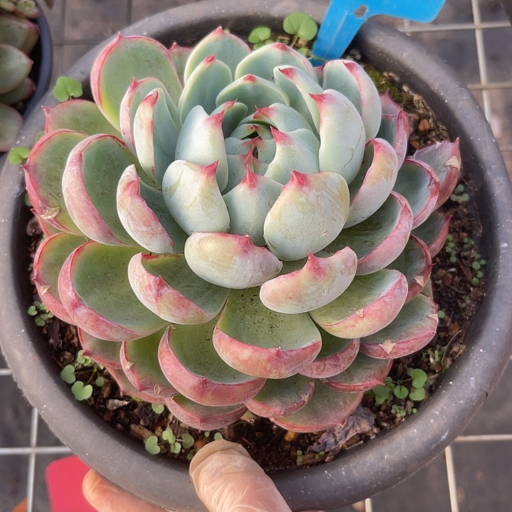 两单包邮，一物一拍659惊鸿娃娃