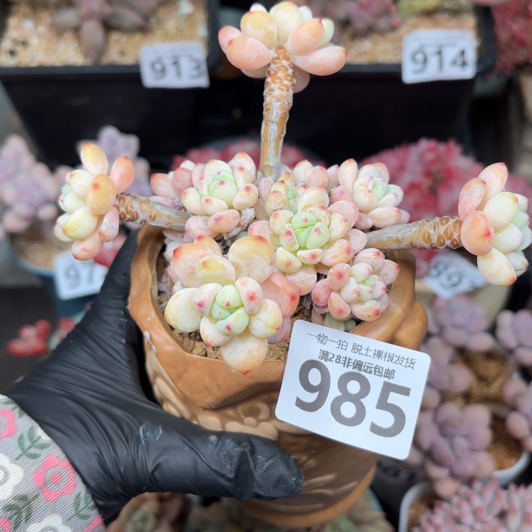 樱花洛神无盆土发货