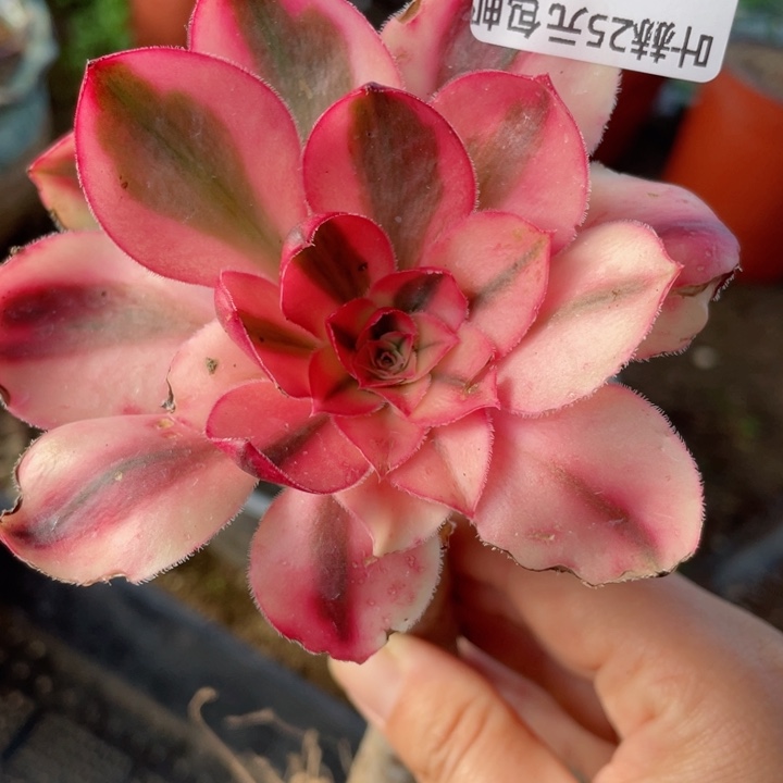 755爱丽嫁嫁接多肉