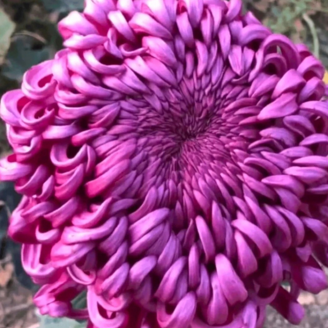 九月大花菊《紫国华》菊花大苗 新老花友福利