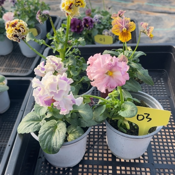 完全开放角瑾03无售后