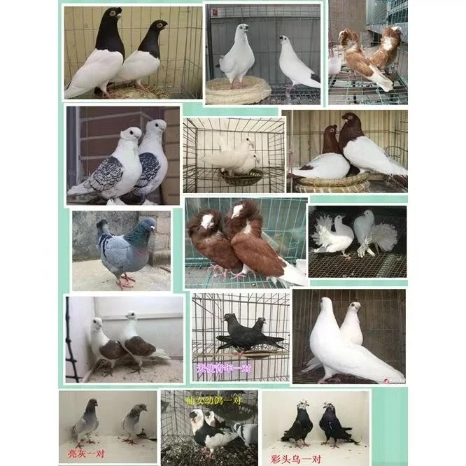 生鲜鸽子一对 以直播间为准