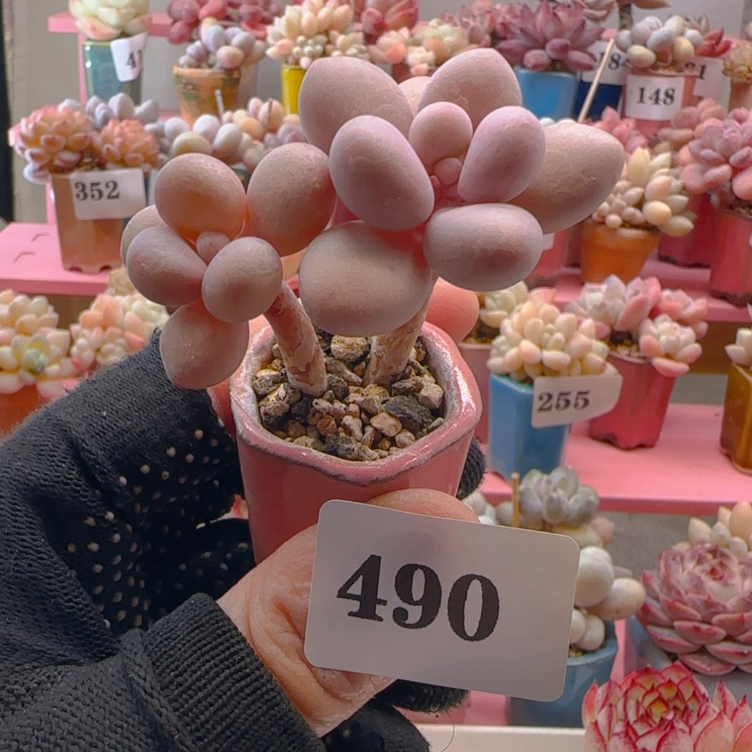 桃蛋490 ，带盆土发货，满38包邮非偏远。