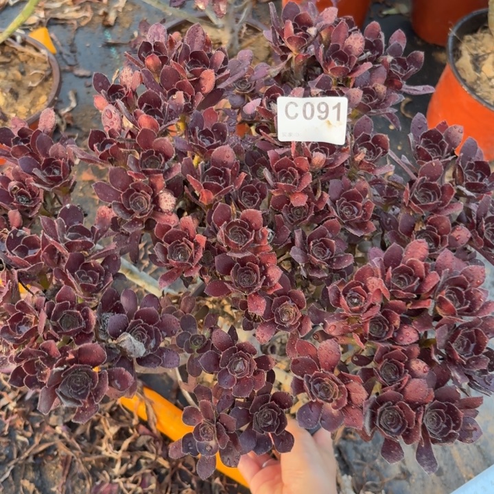 黑原叶多肉植物不包损091
