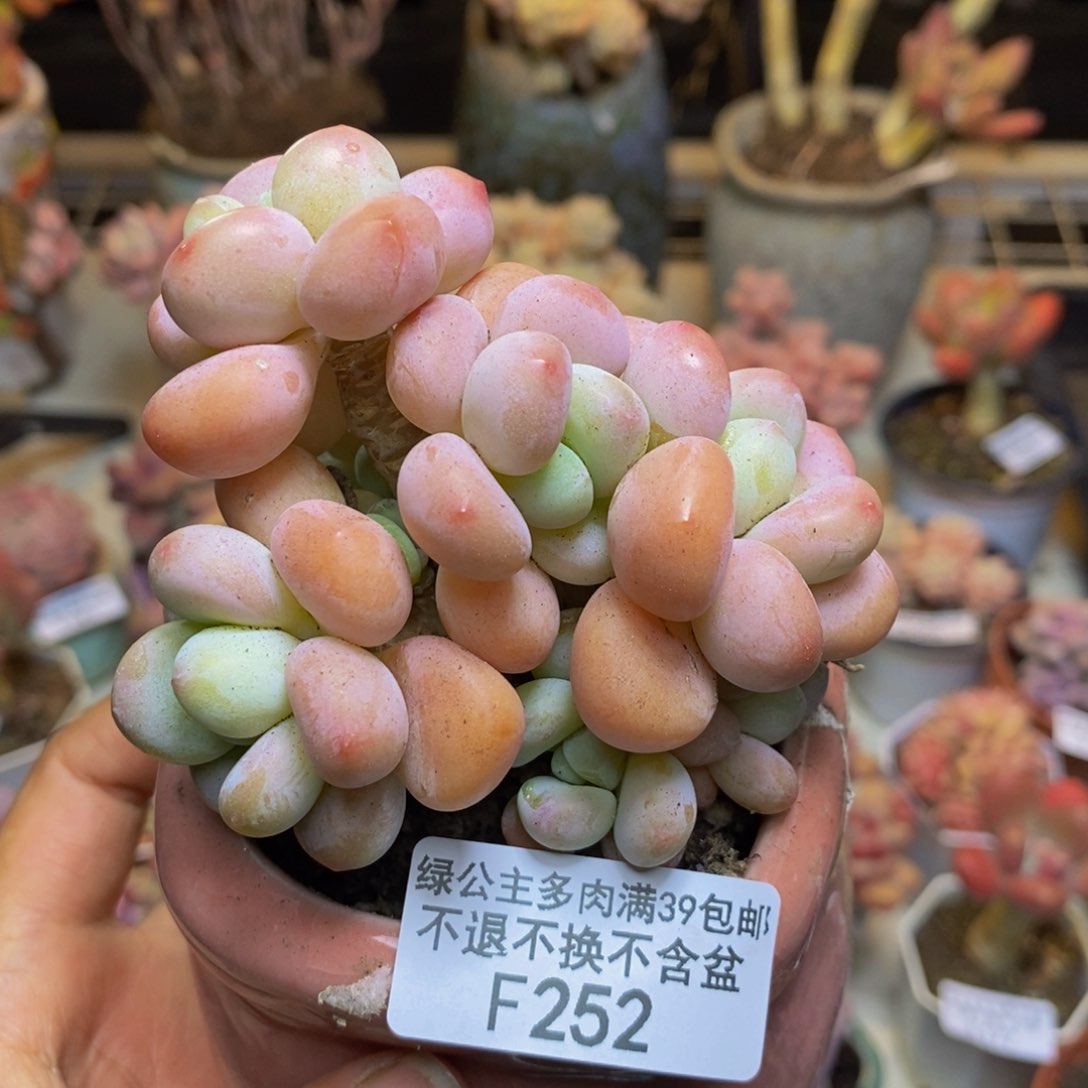 252花朵洛神多肉7c m