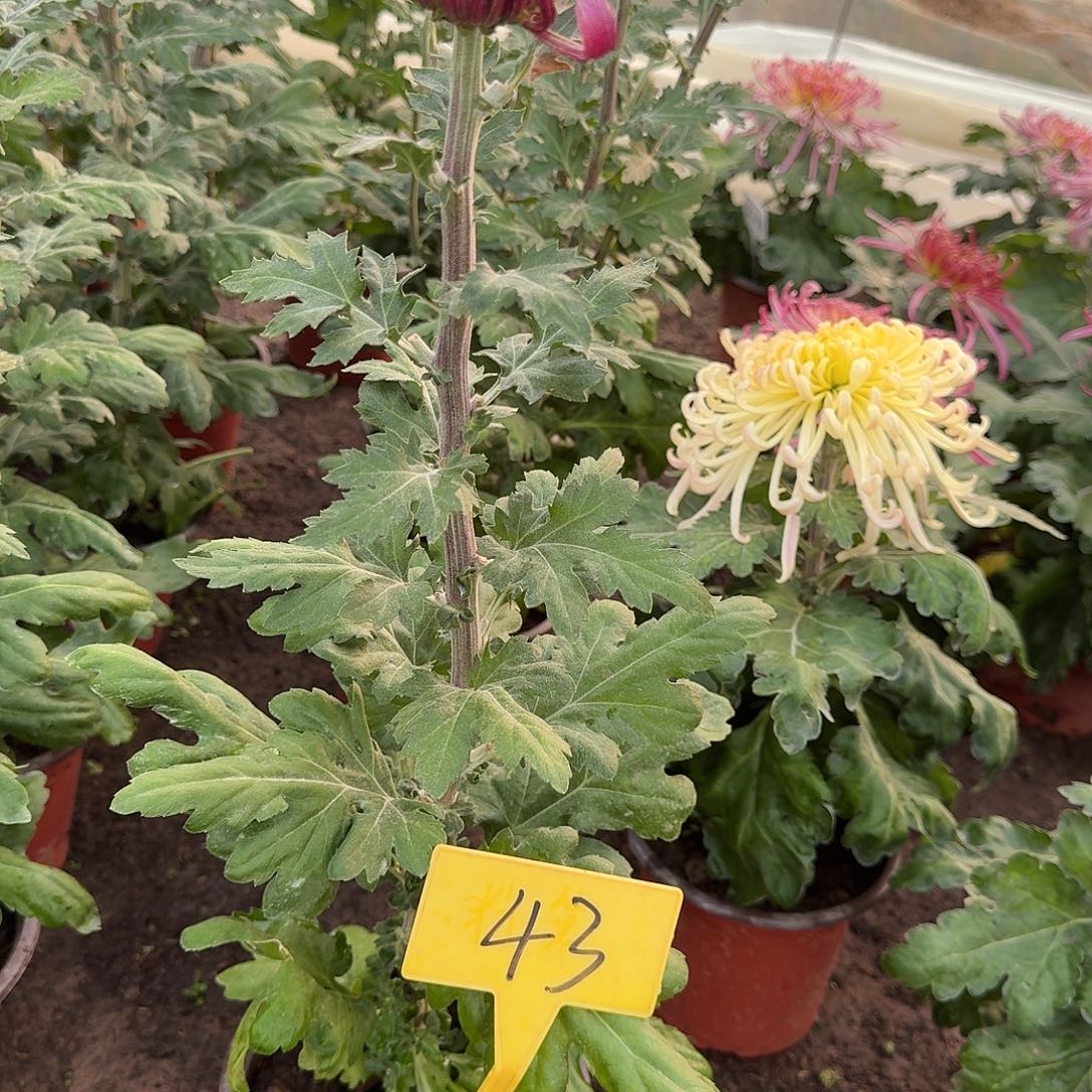 金***子大部分花苞少量开放43沁雅