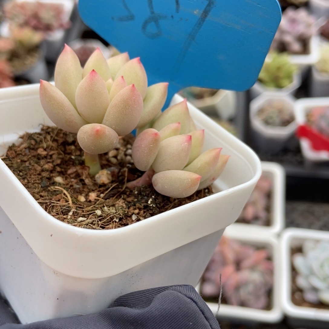 587岩字多肉植物保护