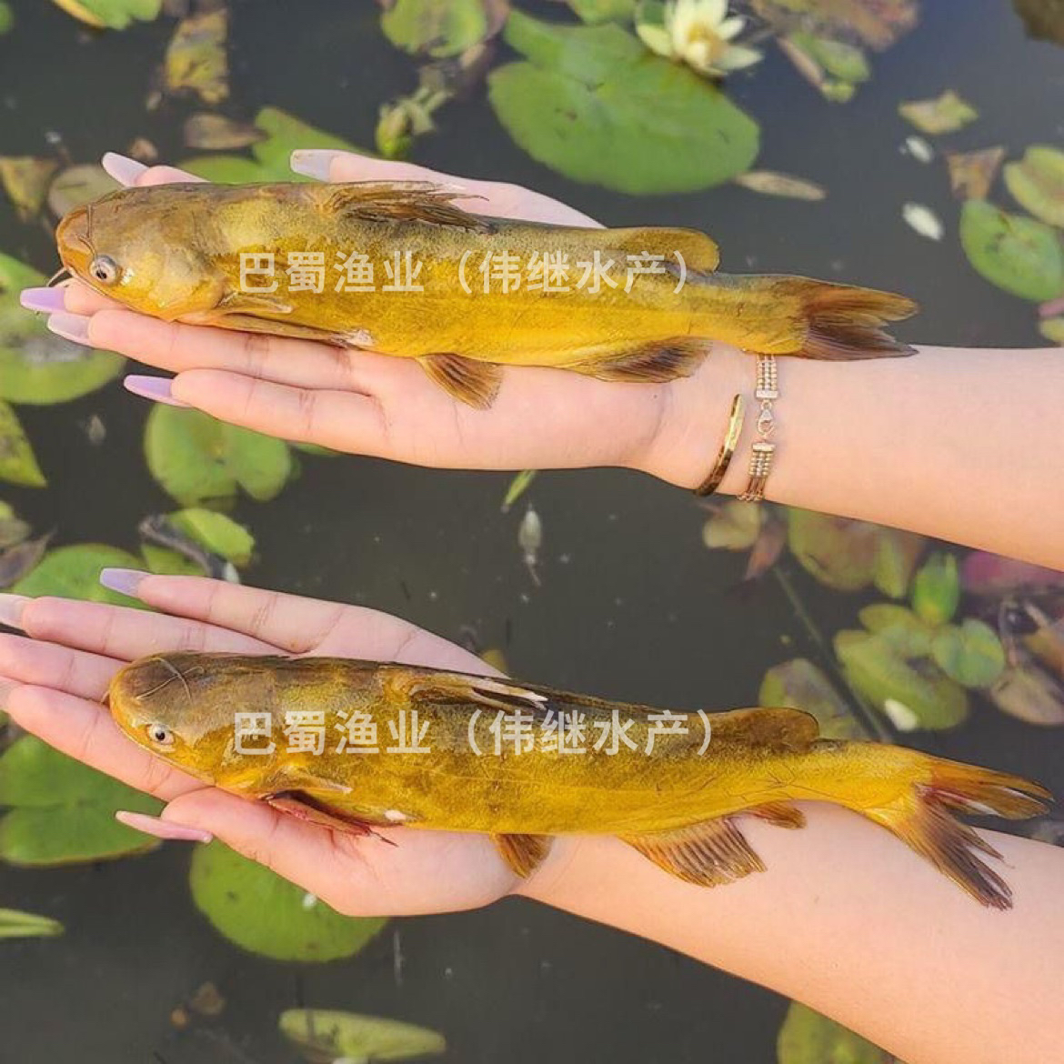 【四川眉山发货】黄颡鱼黄辣丁黄骨鱼昂刺鱼苗活体淡水养殖耐活