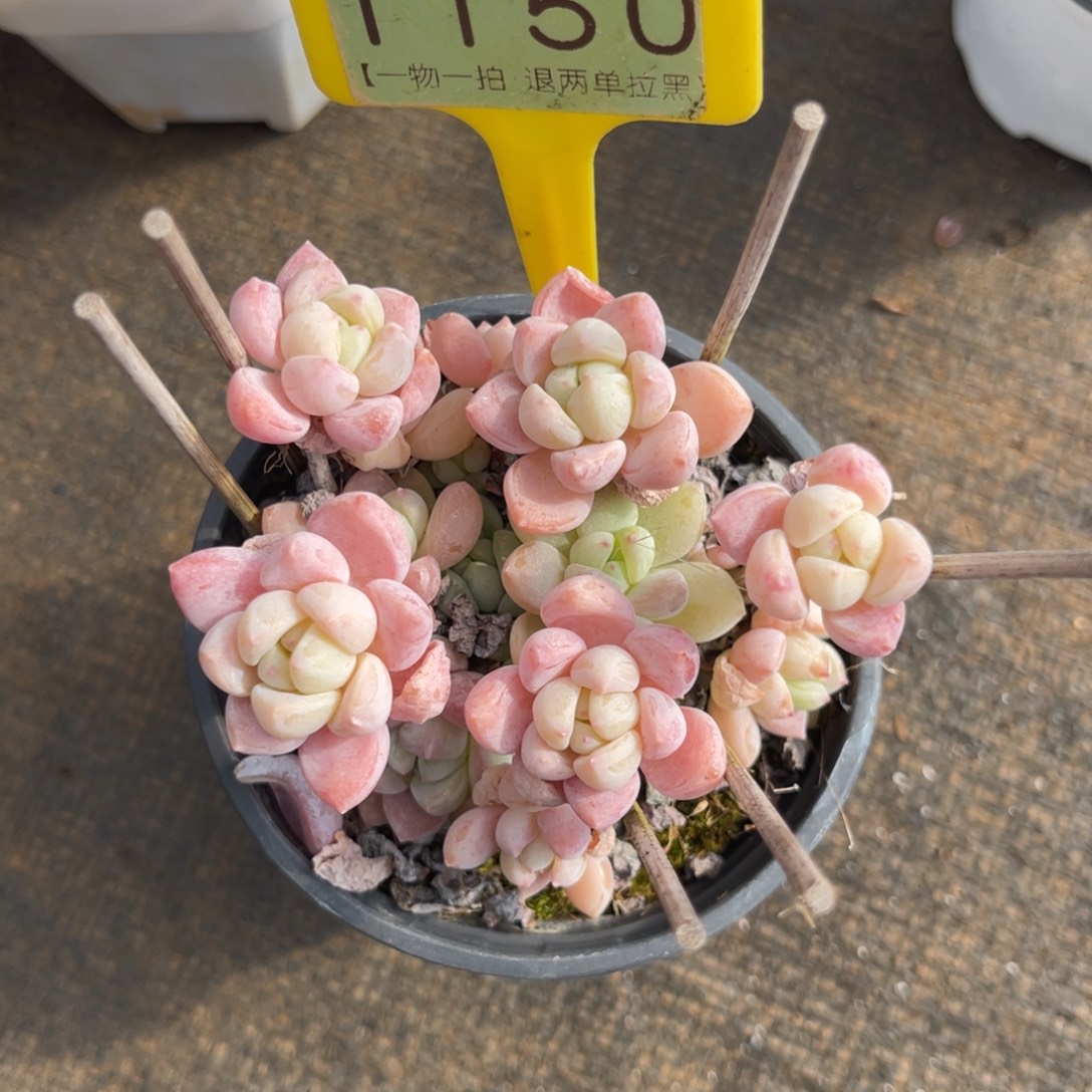 云尘多肉一物一拍1150