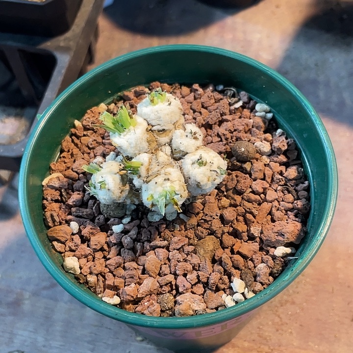 776刨花角厚墩菊块根