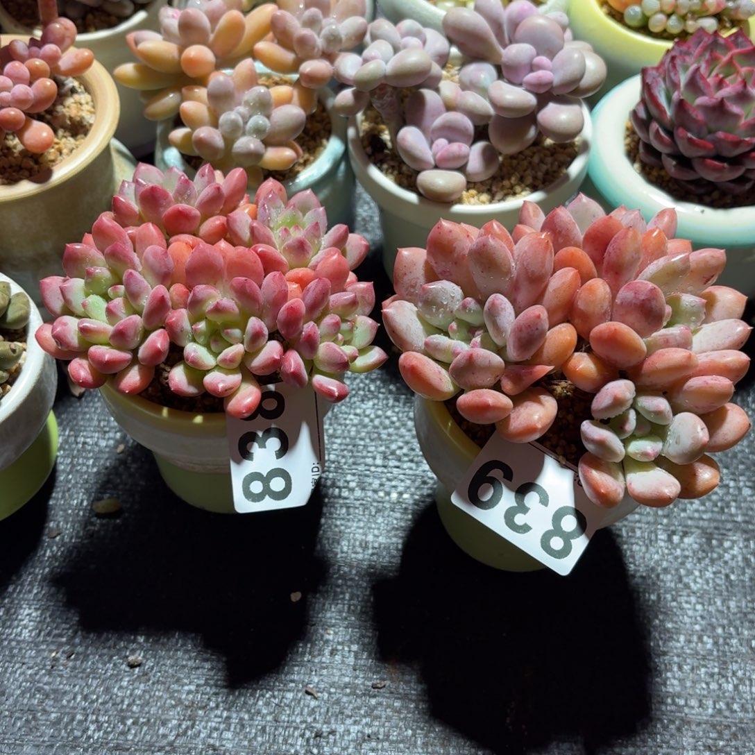 胡***思公主839+殿下838带盆发货