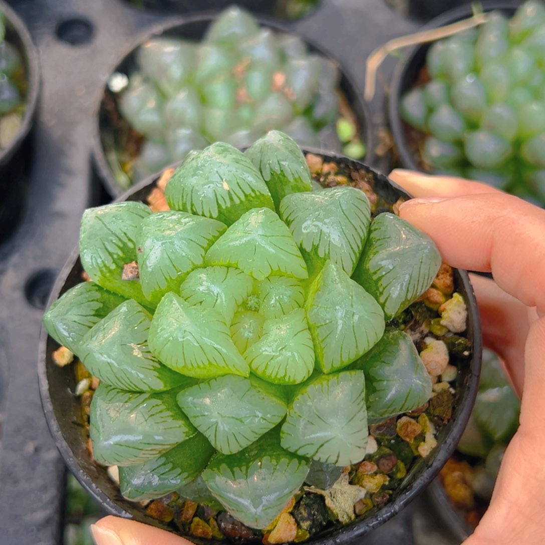 翡翠玉露多肉多肉一颗