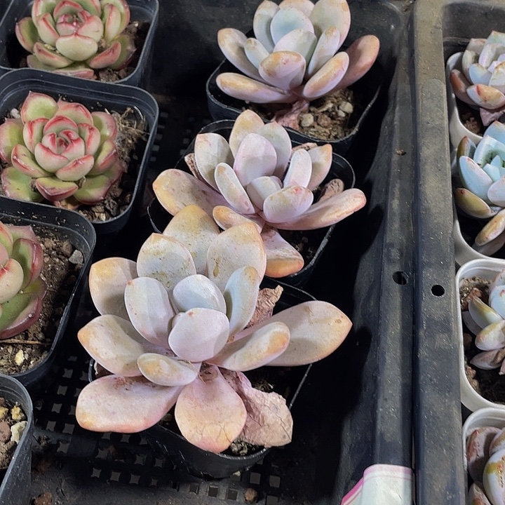 粉兔2.8带盆土发货