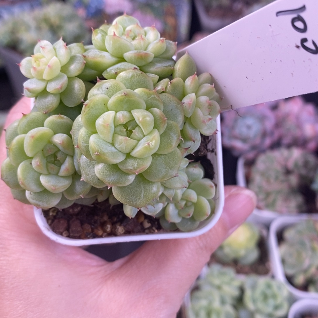 广***吧广德一颗新品群生