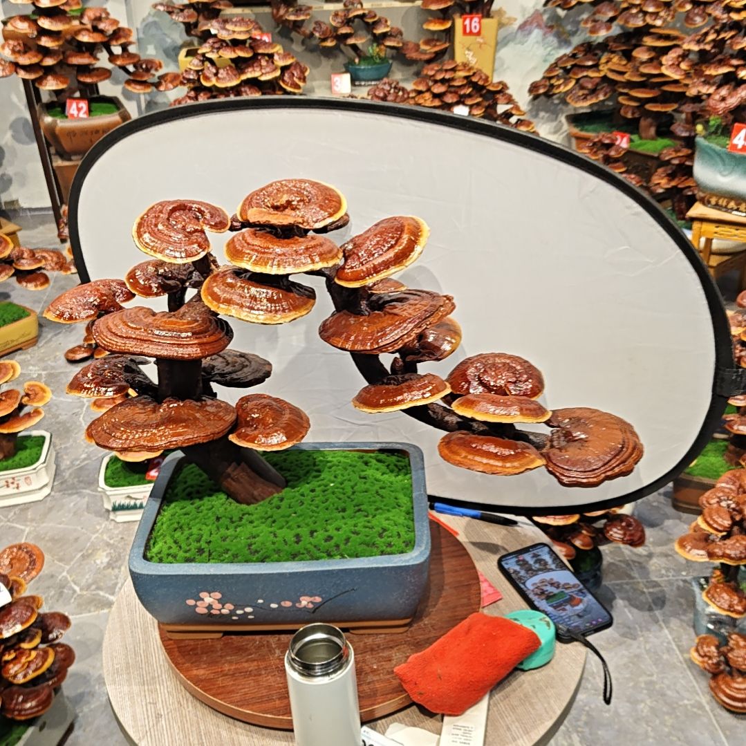 灵芝盆景高端大气上档次