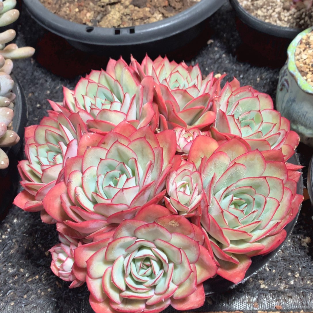 多肉植物牡丹亭30