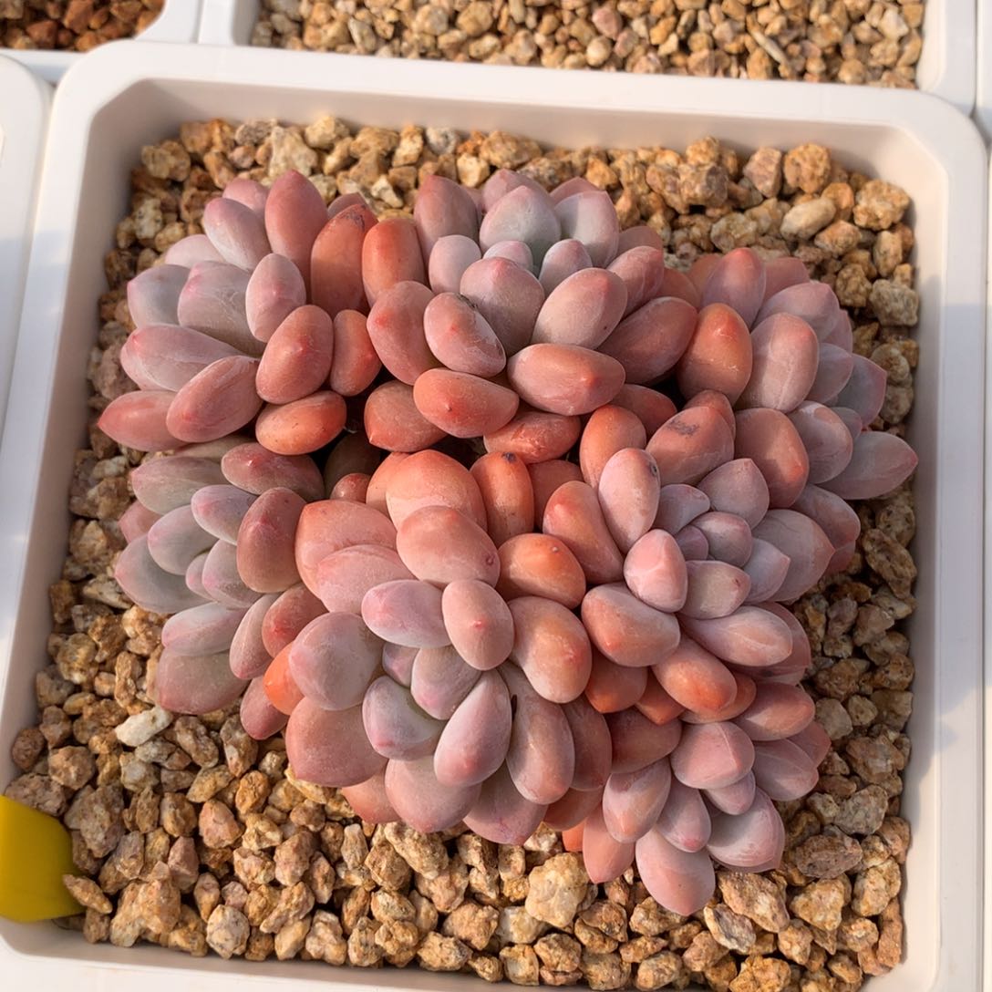 香水 多头 一颗     