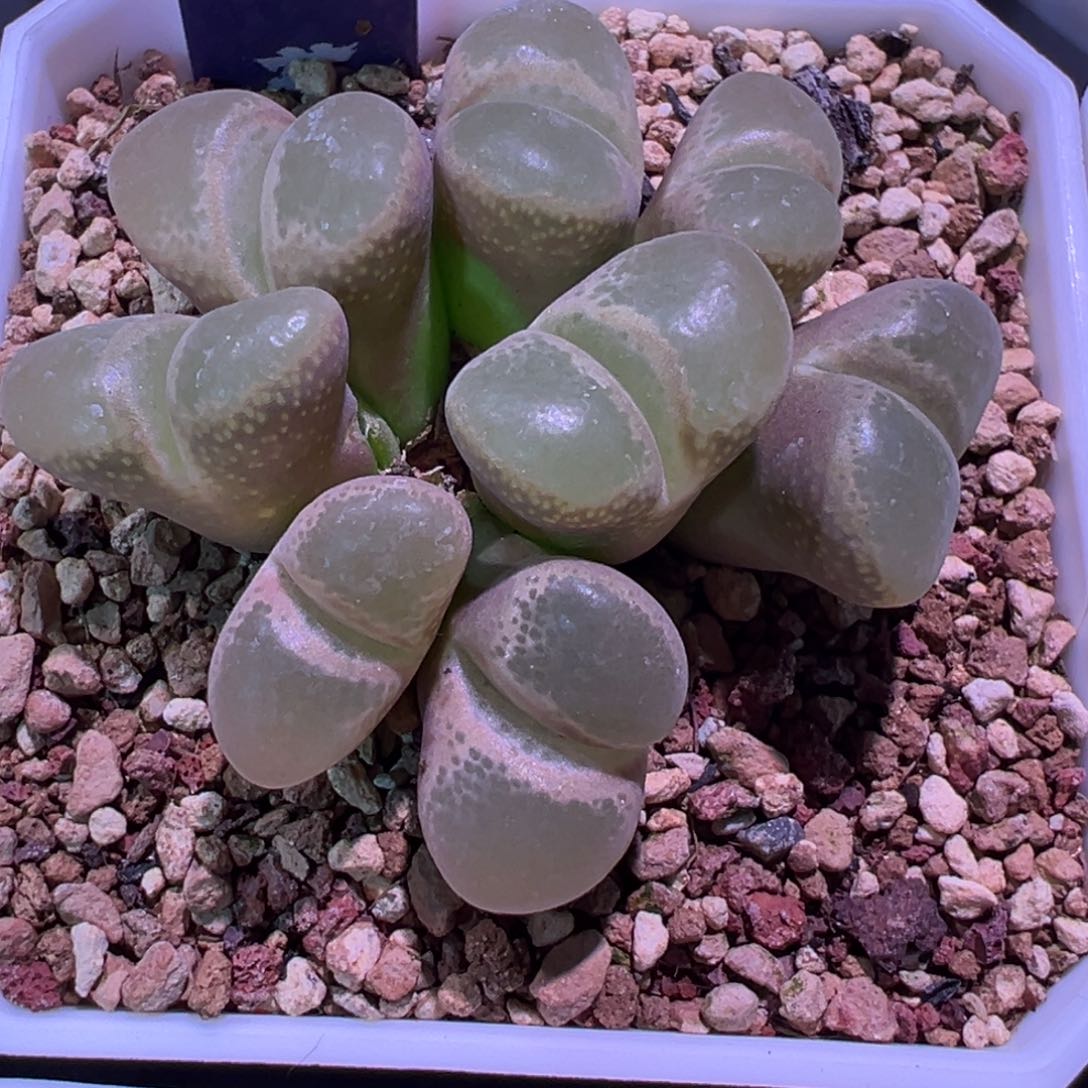 ?****?可乐福利，肉锥植物