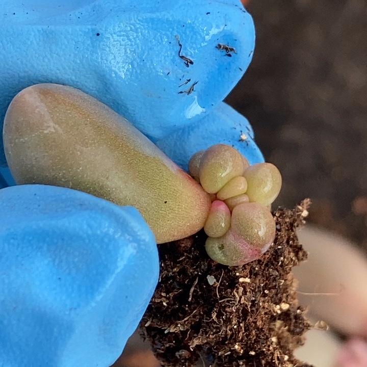 红手指锦多肉植物