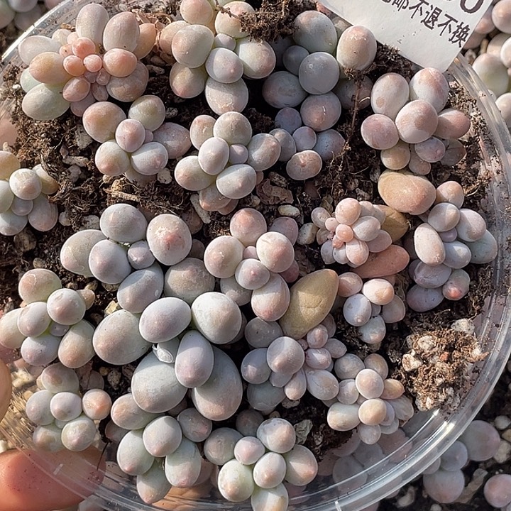 OTO多肉切糕优选dy2400