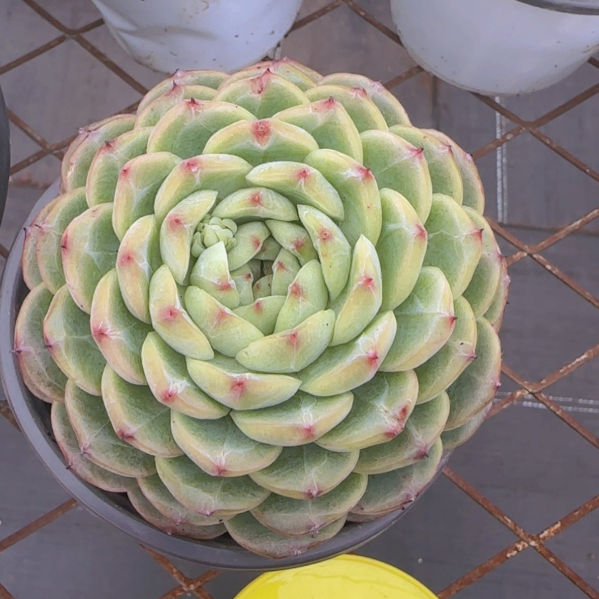 【闪购商品】百合玫瑰19.9