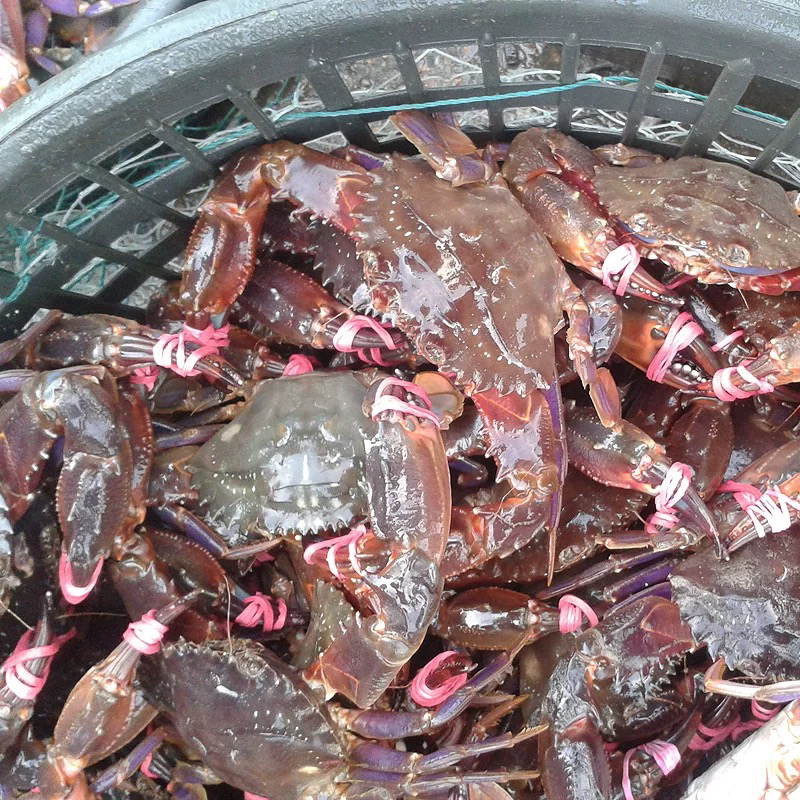 东港赤甲红【保鲜不包活】各别缺腿大小不均匀介意勿拍