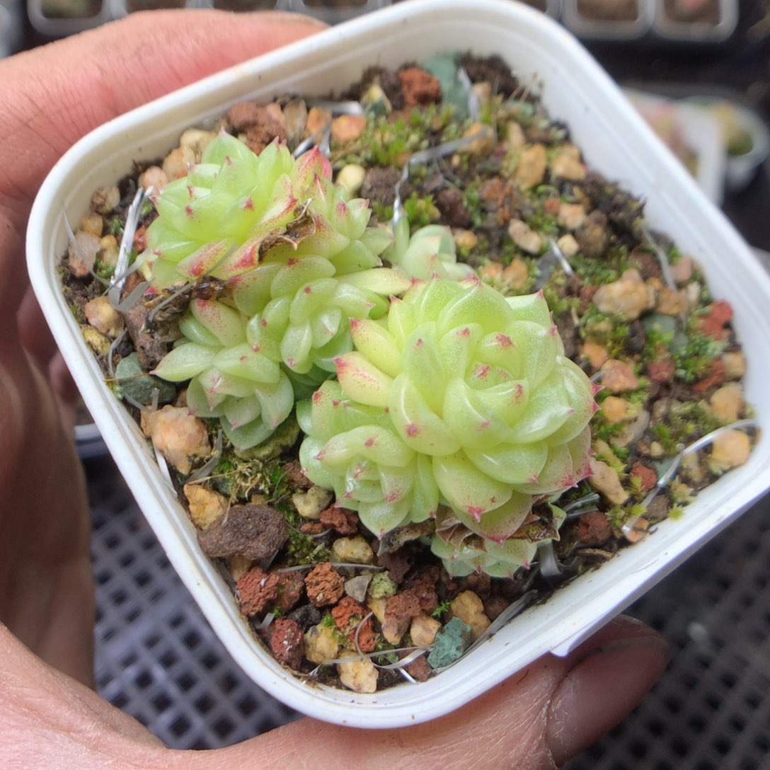 无花朵W107。yyyyyyy