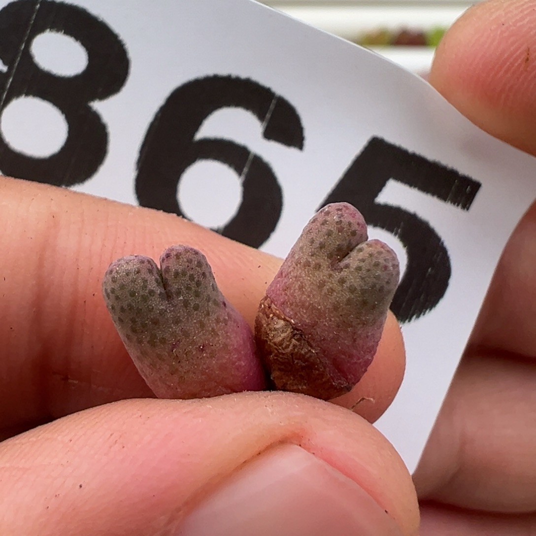 4.18好看的多肉脱土发货865