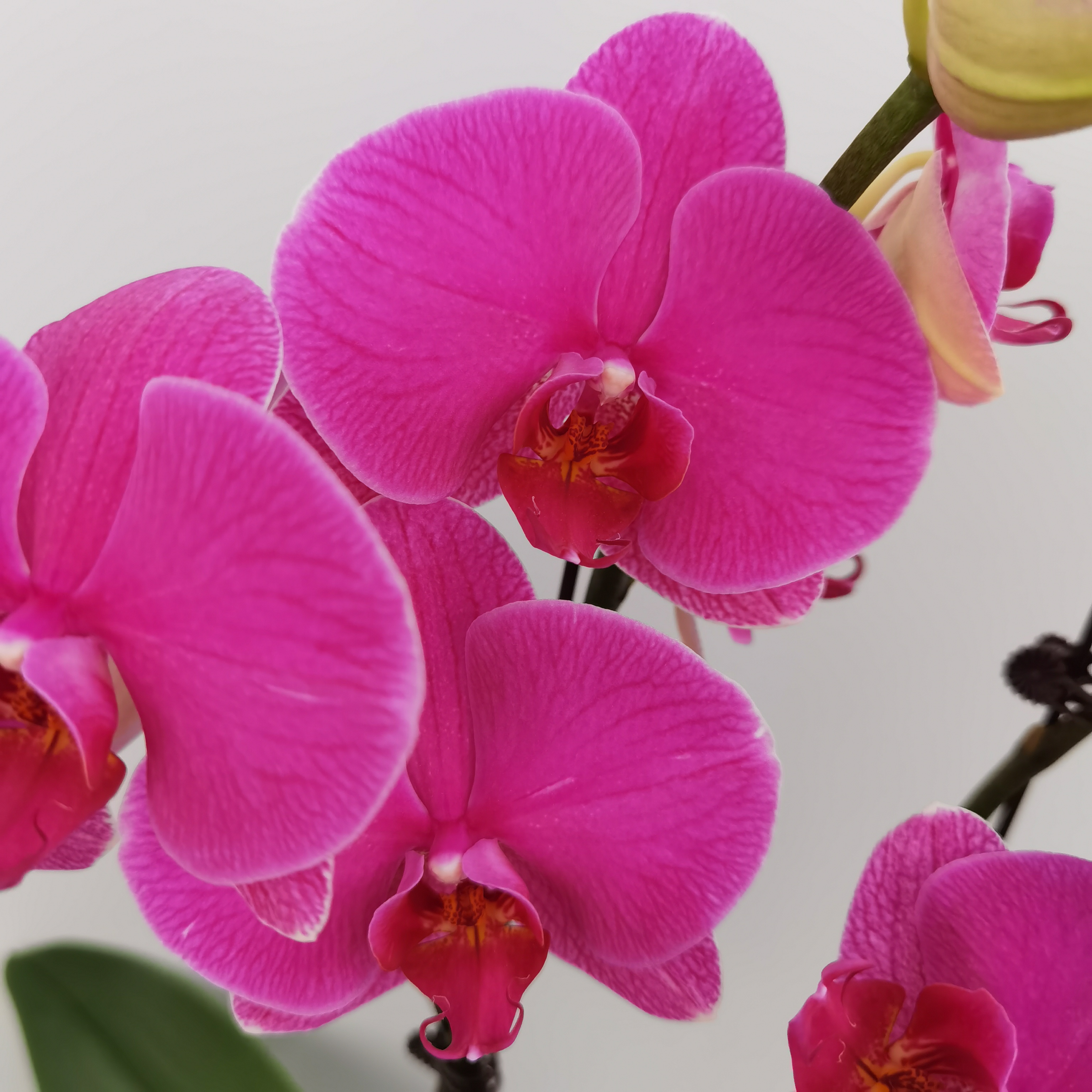 蝴蝶兰【恭喜发财】经典年宵花紫红色寓意好开花带花苞室内花卉