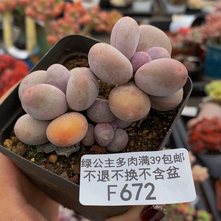 蛋黄奶7vm672多肉植物
