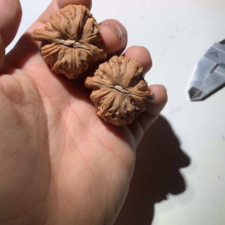 把件文玩核桃0**9白狮子