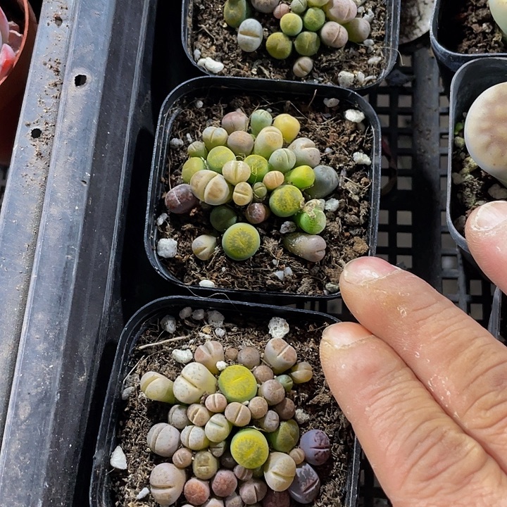 6.5方彩拼生石花带盆土